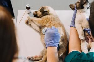 Überprüfung des Atems. Männlicher Tierarzt in Arbeitsuniform, der den Atem eines kleinen Hundes mit einem Phonendoskop in der Tierklinik hört. Haustierpflegekonzept foto