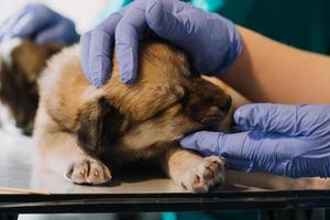 Überprüfung des Atems. Männlicher Tierarzt in Arbeitsuniform, der den Atem eines kleinen Hundes mit einem Phonendoskop in der Tierklinik hört. Haustierpflegekonzept foto