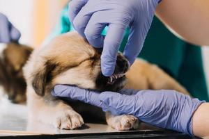 Überprüfung des Atems. Männlicher Tierarzt in Arbeitsuniform, der den Atem eines kleinen Hundes mit einem Phonendoskop in der Tierklinik hört. Haustierpflegekonzept foto