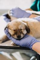 Überprüfung des Atems. Männlicher Tierarzt in Arbeitsuniform, der den Atem eines kleinen Hundes mit einem Phonendoskop in der Tierklinik hört. Haustierpflegekonzept foto