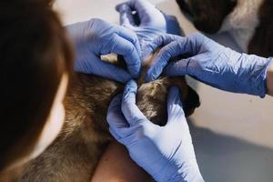 Überprüfung des Atems. Männlicher Tierarzt in Arbeitsuniform, der den Atem eines kleinen Hundes mit einem Phonendoskop in der Tierklinik hört. Haustierpflegekonzept foto