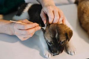 Überprüfung des Atems. Männlicher Tierarzt in Arbeitsuniform, der den Atem eines kleinen Hundes mit einem Phonendoskop in der Tierklinik hört. Haustierpflegekonzept foto