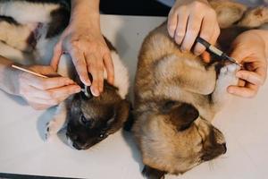 Überprüfung des Atems. Männlicher Tierarzt in Arbeitsuniform, der den Atem eines kleinen Hundes mit einem Phonendoskop in der Tierklinik hört. Haustierpflegekonzept foto