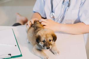 Überprüfung des Atems. Männlicher Tierarzt in Arbeitsuniform, der den Atem eines kleinen Hundes mit einem Phonendoskop in der Tierklinik hört. Haustierpflegekonzept foto