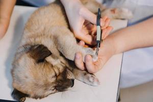 Überprüfung des Atems. Männlicher Tierarzt in Arbeitsuniform, der den Atem eines kleinen Hundes mit einem Phonendoskop in der Tierklinik hört. Haustierpflegekonzept foto