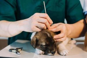 Überprüfung des Atems. Männlicher Tierarzt in Arbeitsuniform, der den Atem eines kleinen Hundes mit einem Phonendoskop in der Tierklinik hört. Haustierpflegekonzept foto