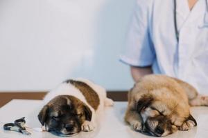 Überprüfung des Atems. Männlicher Tierarzt in Arbeitsuniform, der den Atem eines kleinen Hundes mit einem Phonendoskop in der Tierklinik hört. Haustierpflegekonzept foto