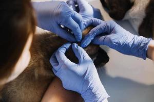 Überprüfung des Atems. Männlicher Tierarzt in Arbeitsuniform, der den Atem eines kleinen Hundes mit einem Phonendoskop in der Tierklinik hört. Haustierpflegekonzept foto