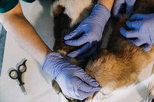 Überprüfung des Atems. Männlicher Tierarzt in Arbeitsuniform, der den Atem eines kleinen Hundes mit einem Phonendoskop in der Tierklinik hört. Haustierpflegekonzept foto