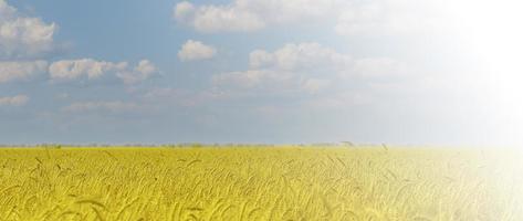 gelbes landwirtschaftsfeld mit reifem weizen und blauem himmel mit wolken foto