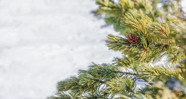 Nahaufnahme eines Kiefernzweigs und -kegels auf dem Schneehintergrund mit Kopienraum foto