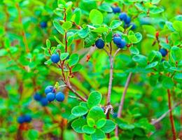 frische Bio-Heidelbeeren am Strauch. selektiver Fokus foto