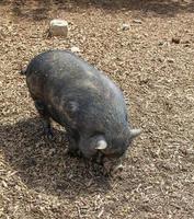 Fettes schwarzes Schwein im Zoo in Frankreich foto