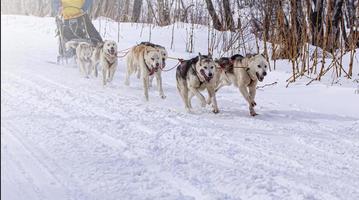 schlittenhunde rennen im winter auf der halbinsel kamtschatka auf schnee foto