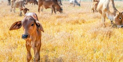 Eine Herde einheimischer brauner Kühe, die Heu auf einer ländlichen Wiese essen. Herde von Kühen grasen an klaren Tagen auf Wiesen in hügeligen Landschaften und Wiesen. foto
