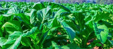 Nahaufnahme von großen Tabakpflanzen, die auf dem Tabakplantagenfeld wachsen. tropischer tabakgrüner blatthintergrund foto