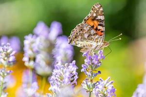 Lavendelblüten der Provence mit schönem Schmetterling auf einer Wiese in der Natur in den Sonnenstrahlen im Sommer im Frühling Nahaufnahme eines Makros. Nahaufnahme Naturfoto, verschwommenes natürliches wunderbares Makro foto