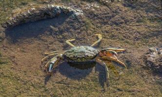 Strandkrabbe - Carcinus maenas - an der Nordsee in Deutschland foto