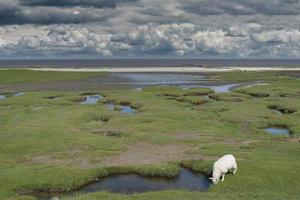 Salzwiesen und weiße Muschelbank im Hintergrund, Stufhusen, Halbinsel Eiderstedt, Nordsee, Nordfriesland, Deutschland foto