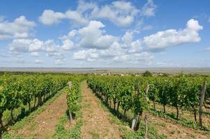 Weinberg in Mörbisch am See am Neusiedler See, Burgenland, Österreich foto