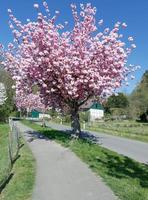 Frühling in Solingen-Unterrüden, Bergisches Land, Deutschland foto