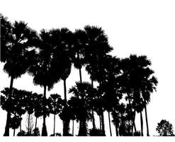 Silhouette von Palmen Hochauflösende Baumlandschaft isoliert auf weißem Hintergrund für Druck- und Webseiten mit geschnittenen Pfaden und Alphakanälen. foto