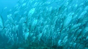 gruppe von fischen oder fischschwarm am meer schwimmen in der gruppe auf blauem hintergrund foto