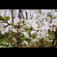 weiße Blüten am Baum foto