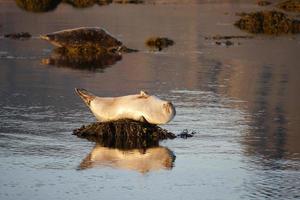 Robbe beim Sonnenbaden in Island foto