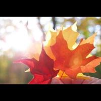 Herbstblätter und Sonne foto