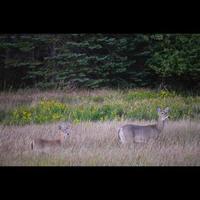 Rehe im Feld foto