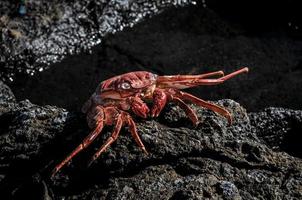 orangefarbene Krabbe auf den Felsen foto