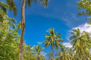 Palmen gegen blauen Himmel, Palmen an der tropischen Küste, stilisiert, Kokosnussbaum, Sommerbaum. Boost-up-Farben-Prozess. schöne tropische natur-banner-vorlage foto