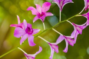 Orchideenblüte im Garten Frühling Sommertag. Phalaenopsis-Orchidee. schönes naturkonzept, inspirierende blumen, helles künstlerisches licht mit unscharfer natürlicher hintergrundblütenblüte, romantische blumen foto