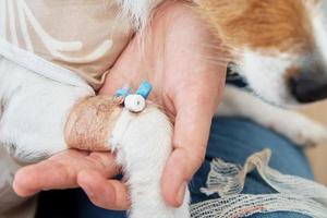 Hund mit verbundenem Katheter an der Pfote. Tierpflege foto