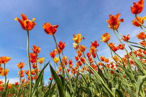 leuchtend orangefarbene Tulpenblumen vor blauem Himmelshintergrund foto