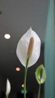 schöne weiße spathiphyllum-blume oder friedenslilie als zierpflanze. foto