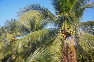 Kokospalme im Garten auf Himmelshintergrund foto