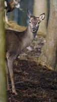 Rotwild im Wald foto