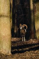 Mufflon im Wald foto