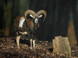 Mufflon im Wald foto