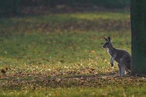Rotes Känguru mit Hintergrundbeleuchtung foto