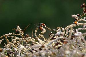 Insekten sind eine Klasse von wirbellosen Arthropoden. foto