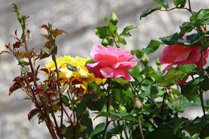 Eine Wildrose blüht in einem Stadtpark im Norden Israels. foto