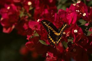 Mariposas de Sinaloa 3 foto