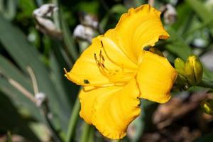 Taglilie, Hemerocallis foto