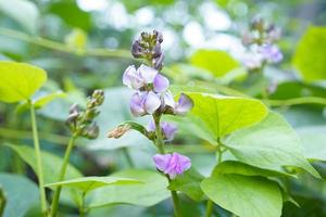 nahaufnahme rosa farbe limabohne blume und grüne, schöne hyazinthe bohne gemüsepflanze limabohne blume auf dem feld im hintergrund. foto