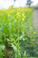 Das Senfblumenfeld ist voller Blüte. foto