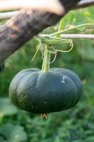 grüner Kürbis wächst im Bio-Garten foto