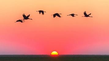 Vögel, die während der goldenen Stunde über Gewässer fliegen
